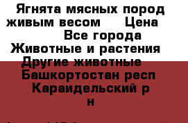 Ягнята мясных пород живым весом.  › Цена ­ 125 - Все города Животные и растения » Другие животные   . Башкортостан респ.,Караидельский р-н